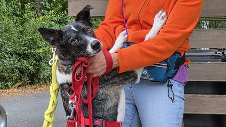 Interim Aid unterstützt den Tierschutzverein Bad Soden/Sulzbach Christine Gast von Interim Aid im Gespräch mit dem Team des Tierschutzvereins Bad Soden/Sulzbach im Tierheim